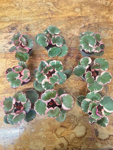Strawberry begonia saxifraga - strawberry,