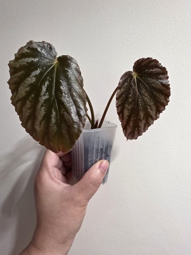 Begonia mishmi silver - mishmi, leaves