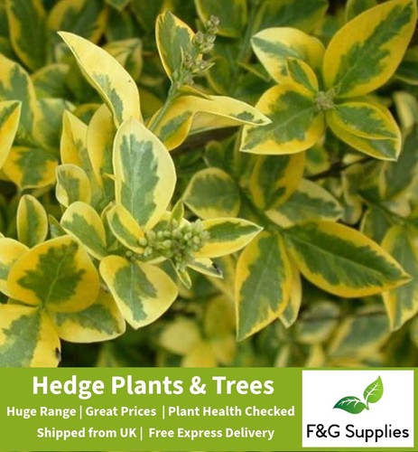 Golden privet garden hedge - golden,