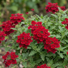 Summer Flowering Bedding