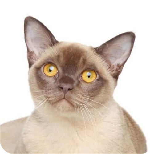 Pack burmese cat pet - pack,