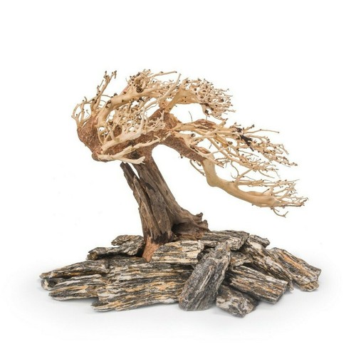 Bonsai tree wood - bonsai, stones