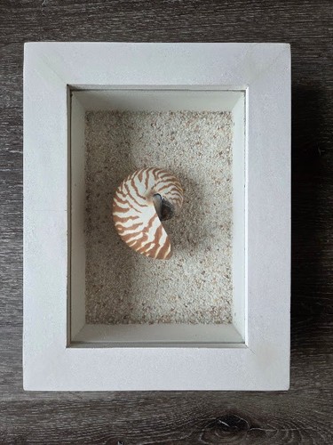Sea shell chambered - shell,