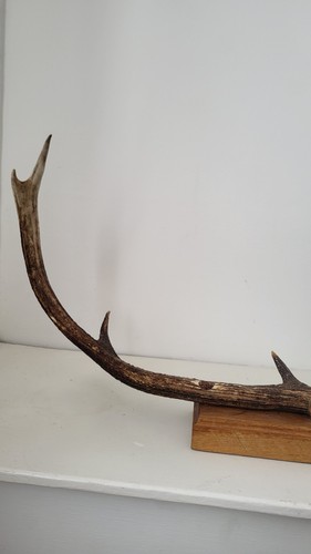 Stag antler display - stag,