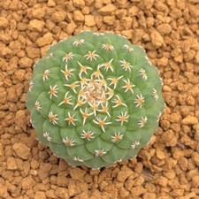 2CM Succulent Cactus Plant