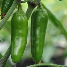 Chilli jalapeno Plug Plants x