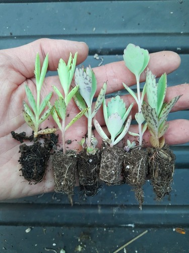 Different plug plants - 6,
