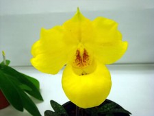Paphiopedilum armeniacum