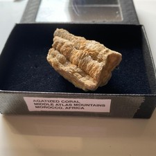 AGATISED FOSSIL CORAL FROM