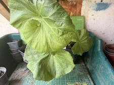 Butterbur umbrella plant - butterbur,