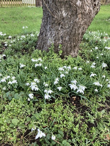 Ten galanthus nivalis flore - ten, 'flore