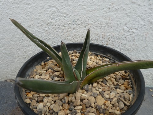 Agave ferdinandi regis shown - ferdinandi-regis,,