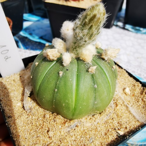 Astrophytum asterias