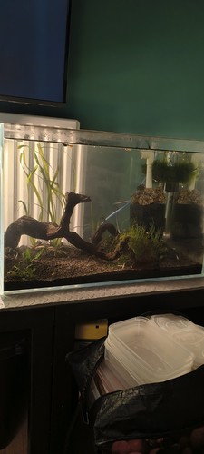 60cm ultra clear glass fish - clear,