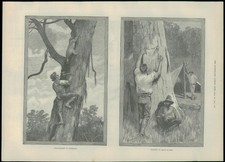 1889 Antique Print KOALA BEAR HUNTING AUSTRALIA Skins Aborigine  (159)