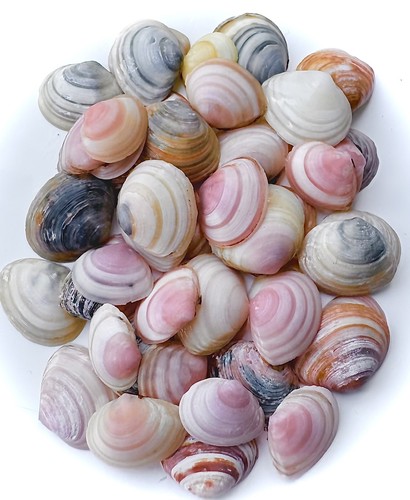 Craft sea shells small sturdy - sea,