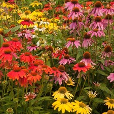 Pack of 6 Echinacea 'Breeders'