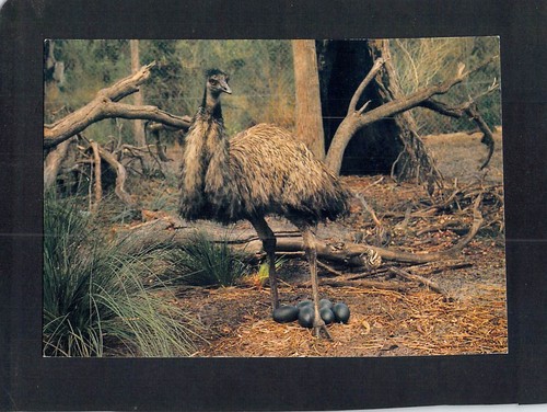 O0082mjl australia birds emu - birds,