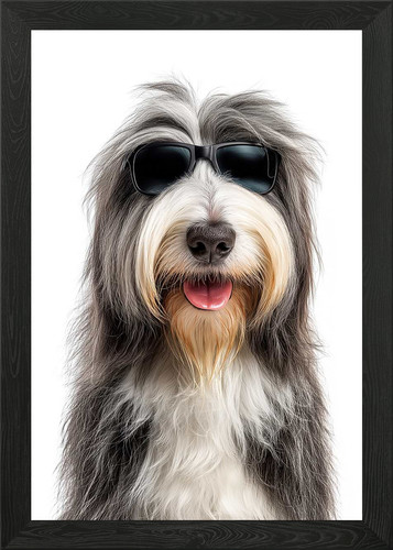 Cool bearded collie dog with - collie,