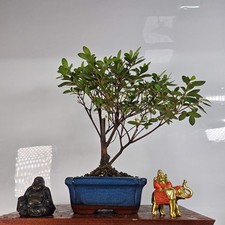 Azalea (Rhododendron) Bonsai
