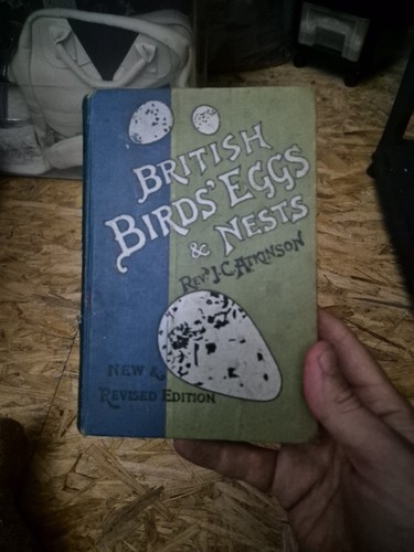 Vintage british birds eggs - vintage, &