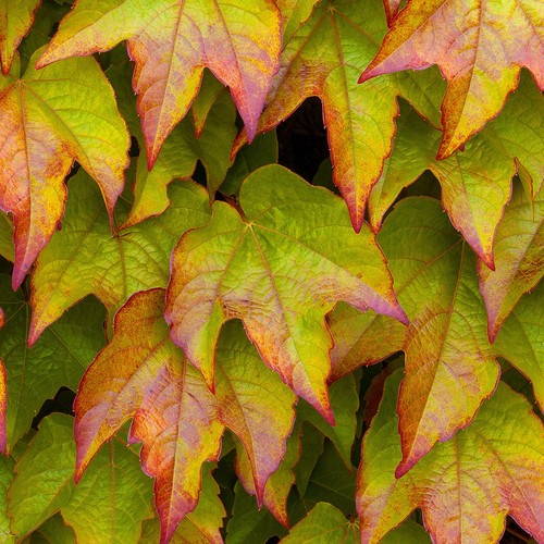 Parthenocissus veitchii boston - parthenocissus,