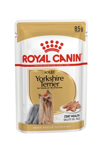 Yorkshire terrier adult - terrier, wet
