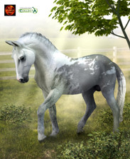 Trakehner Grey Stallion Horse