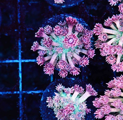 Key lime goniopora coral - key,