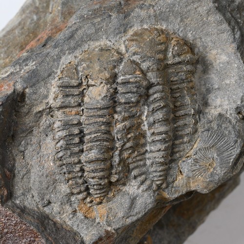 Trilobite placoparia - trilobite,