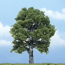 Premium Trees Oak 5"
