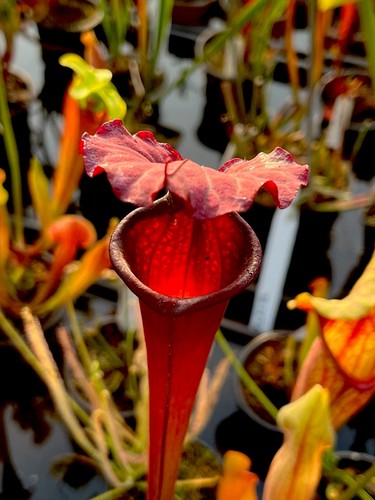 Sarracenia moorei gn31 - moorei,