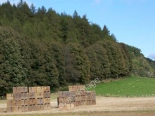 Photo 6x4 Potato field near