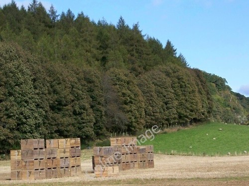 Photo 6x4 potato - potato, field