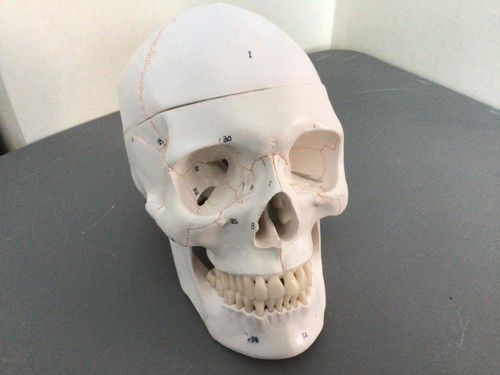 A152 human skull - , numbered