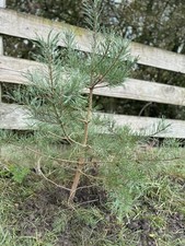 10x Scots Pine Tree 1-2ft