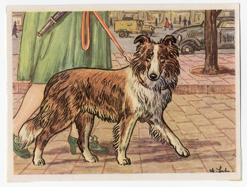 Shetland sheepdog sheltie dog - shetland,