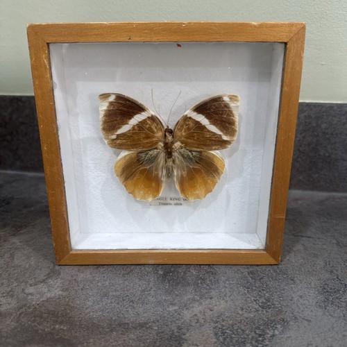 Butterfly framed taxidermy - butterfly,