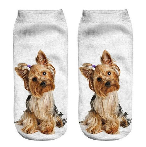 Yorkshire terrier dog - dog, trainer