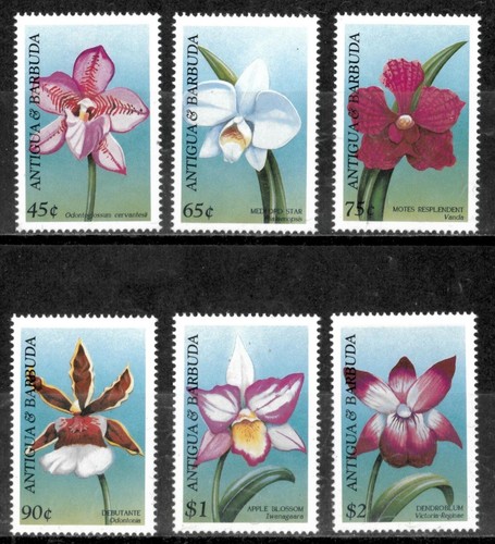 Antigua 1997 orchids - -, flowers