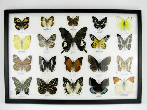 Beautiful butterfly - beautiful,