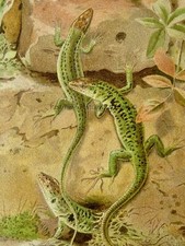 c1896 Antique Colour Lizard Print WALL LIZARD Royal Natural History by Lydekker