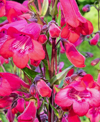 Penstemon firebird red flowers - firebird,
