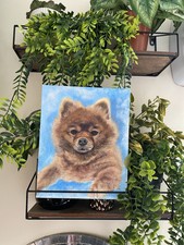 Pom Pom Pomeranian  Aubry Dog