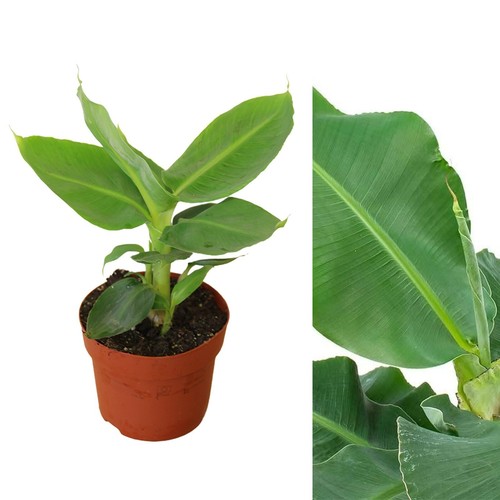 Musa acuminata banana plant - musa,
