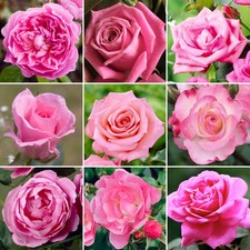 Gorgeous Potted Rose | Various Colours | Colourful Outdoor Potted Garden Plants