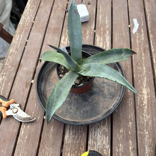 Agave americana width - agave, 11