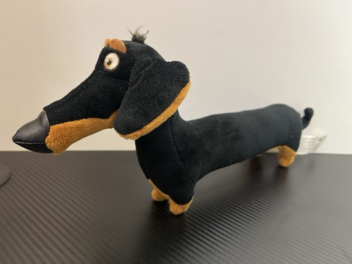 Original buddy dachshund - buddy, dog