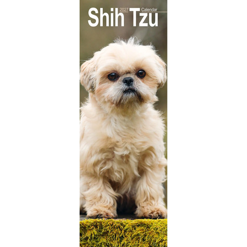 Shih tzu slim - shih,