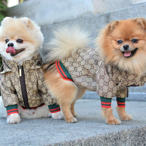 Cute stylish pet hoodie zipper - stylish,